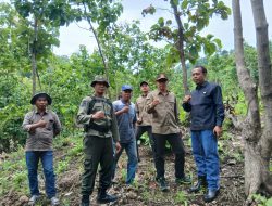 Perum Perhutani KPH Bondowoso Verifikasi Lahan Petak 49A-1