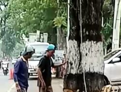 Diduga Tak Sesuai Prosedur, Pemotongan Pohon di Jalan Provinsi Gondang Wetan Jadi Sorotan