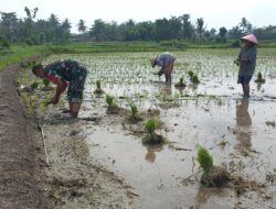 Dari Anak Petani Jadi Babinsa, Sertu Heru Terbiasa Turun ke Sawah Dukung LTT Nasional