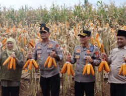 ‎Kapolda Jatim dan Gubernur Panen Jagung di Green Farm Banyuwangi Penuhi Target Swasembada Pangan