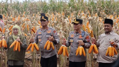 ‎Kapolda Jatim dan Gubernur Panen Jagung di Green Farm Banyuwangi Penuhi Target Swasembada Pangan