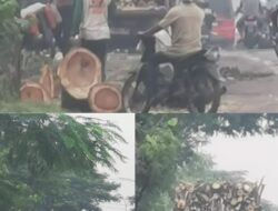 Diduga Penebangan Pohon di Ruas Jalan Nasional Raci, Warga Soroti Kewenangan dan Pengawasan