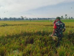 Babinsa Koncer Kidul Turun Sawah, Dampingi Petani Panen Padi di Tenggarang