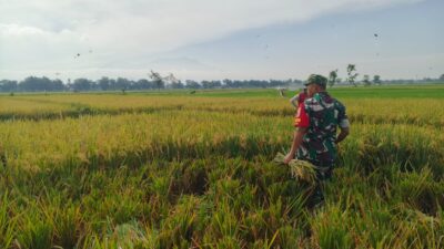 Babinsa Koncer Kidul Turun Sawah, Dampingi Petani Panen Padi di Tenggarang