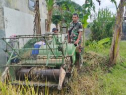 Dari Pagi Hingga Panen, Babinsa Dampingi Petani di Sawah Bondowoso