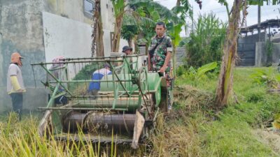 Dari Pagi Hingga Panen, Babinsa Dampingi Petani di Sawah Bondowoso
