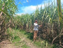 Anggota DPRD Blora Yuyus Waluyo Dorong Pengambilalihan PG GMM oleh PTPN, Soroti Krisis Tata Kelola