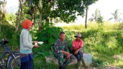 Langkah Nyata Babinsa: Ngobrol Bareng Petani, Dukung Ketahanan Pangan