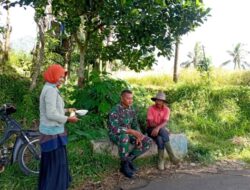 Langkah Nyata Babinsa: Ngobrol Bareng Petani, Dukung Ketahanan Pangan