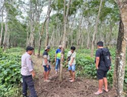 Pencurian Sapi di Glenmore Terbongkar, Sorotan Tajam ke Lemahnya Siskamling Desa
