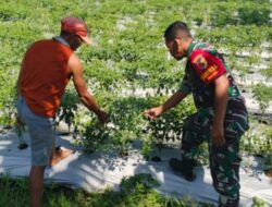 Babinsa Koncer Kidul Aktif Turun Lapangan, Dampingi Petani Cabai di Dusun Rowo