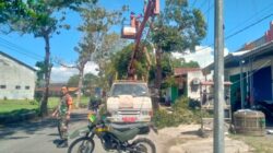 Babinsa Kademangan Pantau Penebangan Pohon Rawan Roboh, Wujud Antisipasi Demi Keselamatan Warga