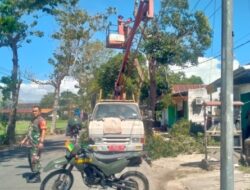 Babinsa Kademangan Pantau Penebangan Pohon Rawan Roboh, Wujud Antisipasi Demi Keselamatan Warga