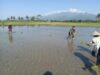 Masuk Sawah Bersama Warga, Babinsa Kawal Program Ketahanan Pangan Nasional