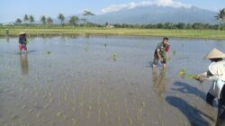 Masuk Sawah Bersama Warga, Babinsa Kawal Program Ketahanan Pangan Nasional