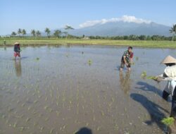 Masuk Sawah Bersama Warga, Babinsa Kawal Program Ketahanan Pangan Nasional