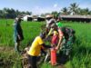 Babinsa Curahdami Turun ke Sawah, Dampingi Petani Semprot Hama demi Selamatkan Tanaman Padi