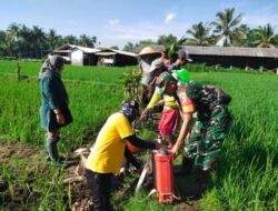 Babinsa Curahdami Turun ke Sawah, Dampingi Petani Semprot Hama demi Selamatkan Tanaman Padi