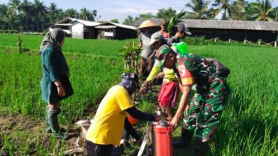 Babinsa Curahdami Turun ke Sawah, Dampingi Petani Semprot Hama demi Selamatkan Tanaman Padi