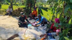 Ada Obrolan Hangat di Tengah Sawah Duk Debeh, Babinsa Sumber Salak Bahas Ini Bersama Petani