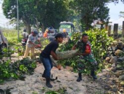 Babinsa Gerak Cepat! Pohon Tumbang Akibat Angin Kencang di Tenggarang Berhasil Dievakuasi Dalam 15 Menit