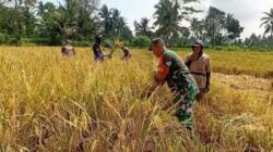 Minggu Tetap Mengabdi, Babinsa 0822/08 Grujugan Bantu Petani Panen Padi