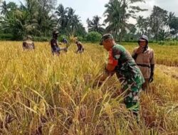 Minggu Tetap Mengabdi, Babinsa 0822/08 Grujugan Bantu Petani Panen Padi