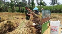 Babinsa Tapen Turun ke Sawah, Aksi Serka Lolok Dampingi Petani Panen Padi Jadi Sorotan Warga