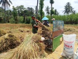 Babinsa Tapen Turun ke Sawah, Aksi Serka Lolok Dampingi Petani Panen Padi Jadi Sorotan Warga