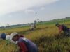 Babinsa Koncer Kidul Aktif Dampingi Ketahanan Pangan, Wujud Kepedulian TNI terhadap Petani