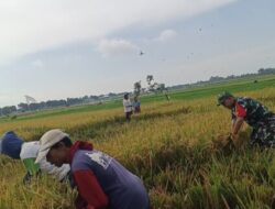 Babinsa Koncer Kidul Aktif Dampingi Ketahanan Pangan, Wujud Kepedulian TNI terhadap Petani