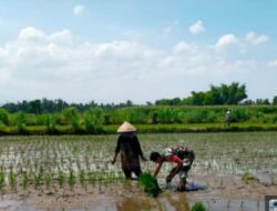 Babinsa Botolinggo Dampingi LTT Padi Inpari 32, Wujud Nyata Dukungan Ketahanan Pangan Nasional
