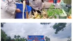 Polsek Kampar Bersama Polres Kampar Gelar Panen Jagung Serentak di Desa Ranah Singkuang