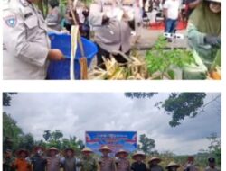 Polsek Kampar Bersama Polres Kampar Gelar Panen Jagung Serentak di Desa Ranah Singkuang