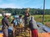 Babinsa Banyu Wulu Dampingi Panen Padi Petani, Wujud Dukungan Ketahanan Pangan di Bondowoso