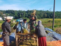 Babinsa Banyu Wulu Dampingi Panen Padi Petani, Wujud Dukungan Ketahanan Pangan di Bondowoso