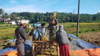 Babinsa Banyu Wulu Dampingi Panen Padi Petani, Wujud Dukungan Ketahanan Pangan di Bondowoso