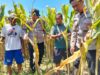 Polresta Sidoarjo Gelorakan Swasembada Pangan Dampingi Warga Tani Kelola Jagung Hibrida