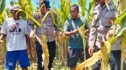 Polresta Sidoarjo Gelorakan Swasembada Pangan Dampingi Warga Tani Kelola Jagung Hibrida