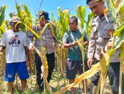 Polresta Sidoarjo Gelorakan Swasembada Pangan Dampingi Warga Tani Kelola Jagung Hibrida