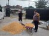Polsek Kejayan Kawal Pengiriman Hasil Panen Jagung ke Bulog untuk Dukung Ketahanan Pangan Nasional