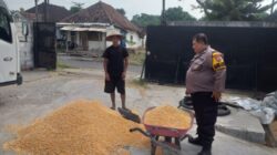Polsek Kejayan Kawal Pengiriman Hasil Panen Jagung ke Bulog untuk Dukung Ketahanan Pangan Nasional