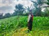 Bhabinkamtibmas Polsek Sukorejo Dampingi Petani Optimalkan Lahan Produktif