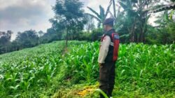 Bhabinkamtibmas Polsek Sukorejo Dampingi Petani Optimalkan Lahan Produktif