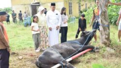 Momen Hangat Idul Adha, Dandim 0822 Bondowoso Berbagi Qurban Bersama Warga