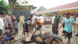 Polres Pasuruan Salurkan 16 Sapi dan 57 Kambing Kurban untuk Masyarakat di Hari Idul Adha