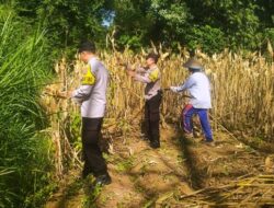 Panen Jagung, Polresta Malang Kota Perkuat Ketahanan Pangan Bersama Petani Kedungkandang