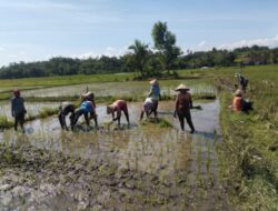 Pagi-Pagi Babinsa Sudah Nyemplung Sawah, Dampingi Petani Tanam Padi