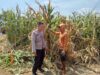 Polsek Winongan Pantau Lahan Jagung di Desa Menyarik, Dukung Program Ketahanan Pangan Nasional