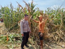 Polsek Winongan Pantau Lahan Jagung di Desa Menyarik, Dukung Program Ketahanan Pangan Nasional